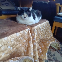 ＰＥＰＰＹ　ＬＩＦＥ　にゃろみ　Ｌ８０２０（オーラルケア）