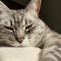 【室内で生活する７歳以上の猫に】 ロイヤルカナン インドア ７歳以上