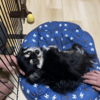 ＰＥＰＰＹ　ＬＩＦＥ　わんみぃ　Ｌ８０２０（オーラルケア）