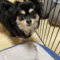 ＰＥＰＰＹ　ＬＩＦＥ　わんみぃ　Ｌ８０２０（オーラルケア）