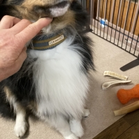 BIRDIE(バーディ) ラッセルクッションカラー