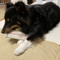 消防ホースのパキパキおもちゃ