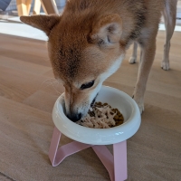 真昆布だし香る　わんのごちそう