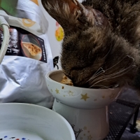 真昆布だし香る　にゃんのごちそう