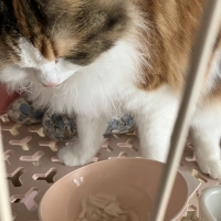 真昆布だし香る　にゃんのごちそう