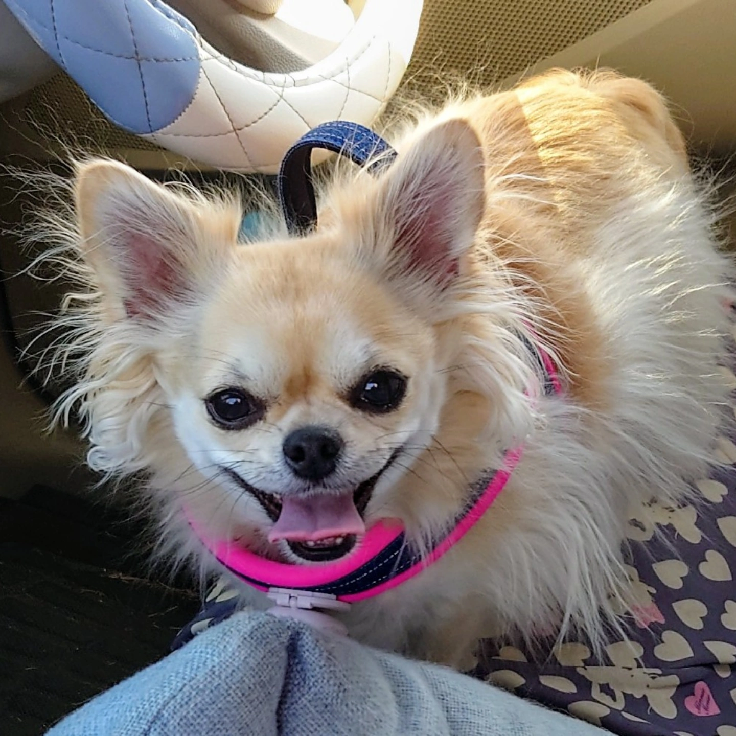 真昆布だし香る　わんのごちそう