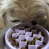 真昆布だし香る　わんのごちそう