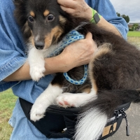 THE　GREEDY　DOG　ヒップシート