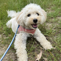 真昆布だし香る　わんのごちそう