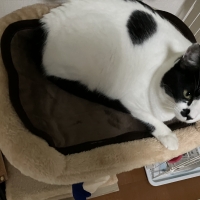 消臭達人・極　あったかボアパッド