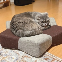 爪とぎクッション　ガリぼろスター