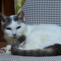 真昆布だし香る　にゃんのごちそう