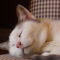 真昆布だし香る　にゃんのごちそう