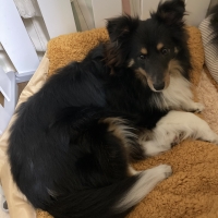 抗菌防臭ふんわりカドルベッド