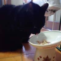 真昆布だし香る　にゃんのごちそう