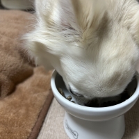 真昆布だし香る　わんのごちそう