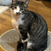 【美しい皮膚・被毛のために】 ロイヤルカナン ヘア＆スキンケア