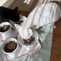 【健康な尿を維持したい猫に】 ロイヤルカナン ユリナリーケア（キャットフード）