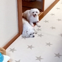 衝撃吸収＆防水クッションマット（旧：汚れがふき取りやすい防水クッションマット）