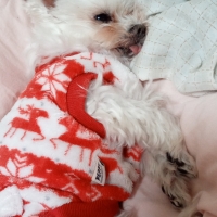 コトコト煮込んだ犬用ヤギミルクスープ