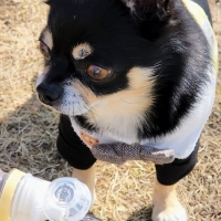 【マンダリンブラザーズ】マナーボトルキャップ