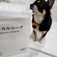 ペピイマジカルシーツ（中厚型ペットシーツ）