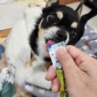 ＰＥＰＰＹ　ＬＩＦＥ　わんみぃ　Ｌ８０２０（オーラルケア）