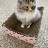 くつろげる爪とぎベッド