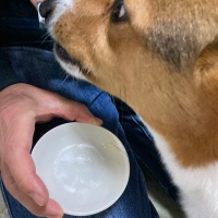 ＰＥＰＰＹ　ＬＩＦＥ　わんみぃ　Ｌ８０２０（オーラルケア）