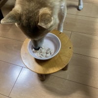 真昆布だし香る　わんのごちそう