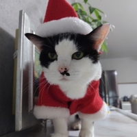 真昆布だし香る　にゃんのごちそう