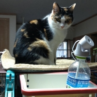 真昆布だし香る　にゃんのごちそう