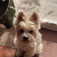 真昆布だし香る　わんのごちそう