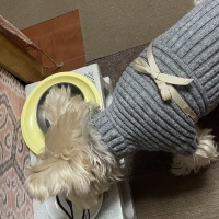 真昆布だし香る　わんのごちそう