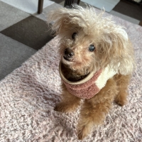 真昆布だし香る　わんのごちそう