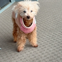 真昆布だし香る　わんのごちそう