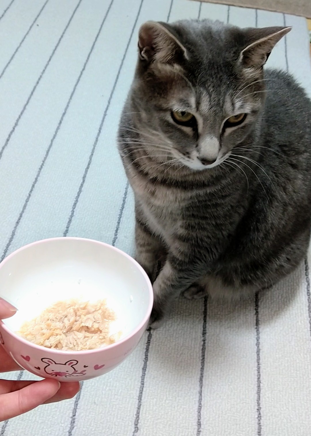 真昆布だし香る　にゃんのごちそう