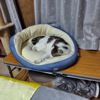 ★Ｓｉｐｐｏｌｅ　２ＷＡＹもちふわオーバルベッド