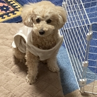 ＰＥＰＰＹ　ＬＩＦＥ　わんみぃ　Ｌ８０２０（オーラルケア）