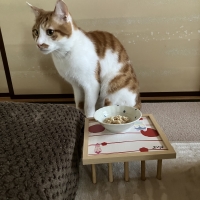 真昆布だし香る　にゃんのごちそう