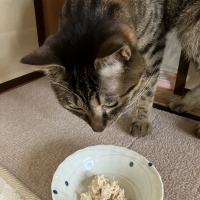 真昆布だし香る　にゃんのごちそう