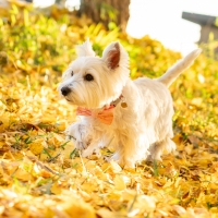 真昆布だし香る　わんのごちそう