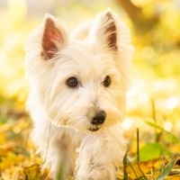 真昆布だし香る　わんのごちそう