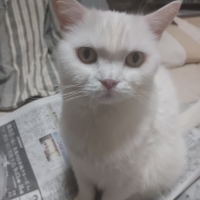 猫用グリニーズ (正規品)（猫用おやつ）