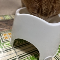 真昆布だし香る　にゃんのごちそう