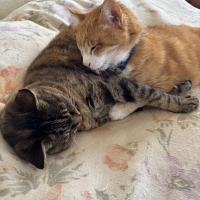 真昆布だし香る　にゃんのごちそう