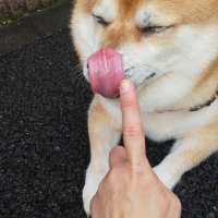 宮城産サメおやつ（PEPPY　LIFE犬おやつシリーズ）