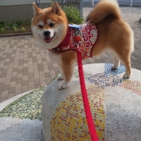 宮城産サメおやつ（PEPPY　LIFE犬おやつシリーズ）