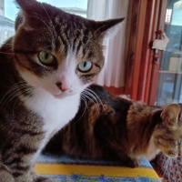 ナチュラルチョイスキャット 穀物フリー アダルト チキン（ナチュラルフード）