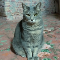 真昆布だし香る　にゃんのごちそう